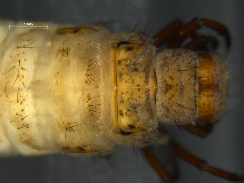 Potamophylax rotundipennis